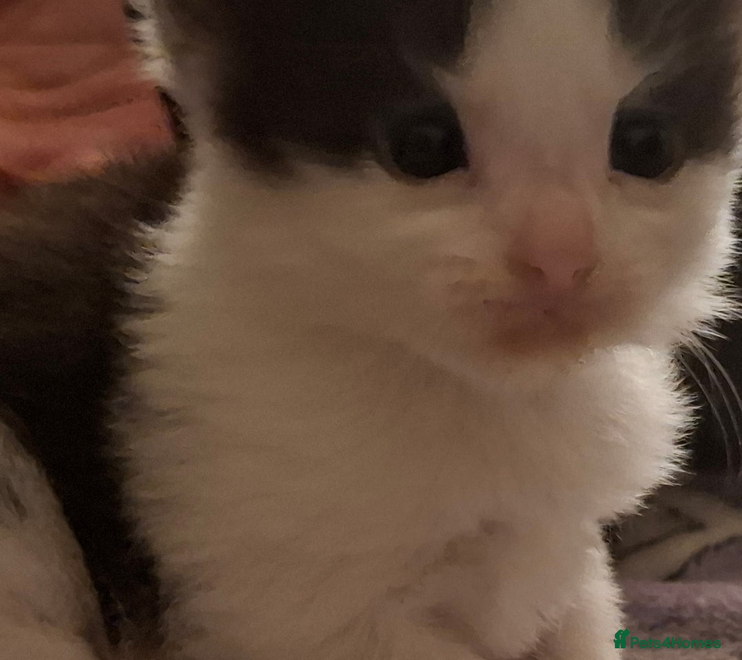 Mixed Breed cats for sale: 3 Kittens awaiting there new family. - Advert 5