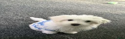 Maltese dogs for sale: Mini Maltese  - Advert 1