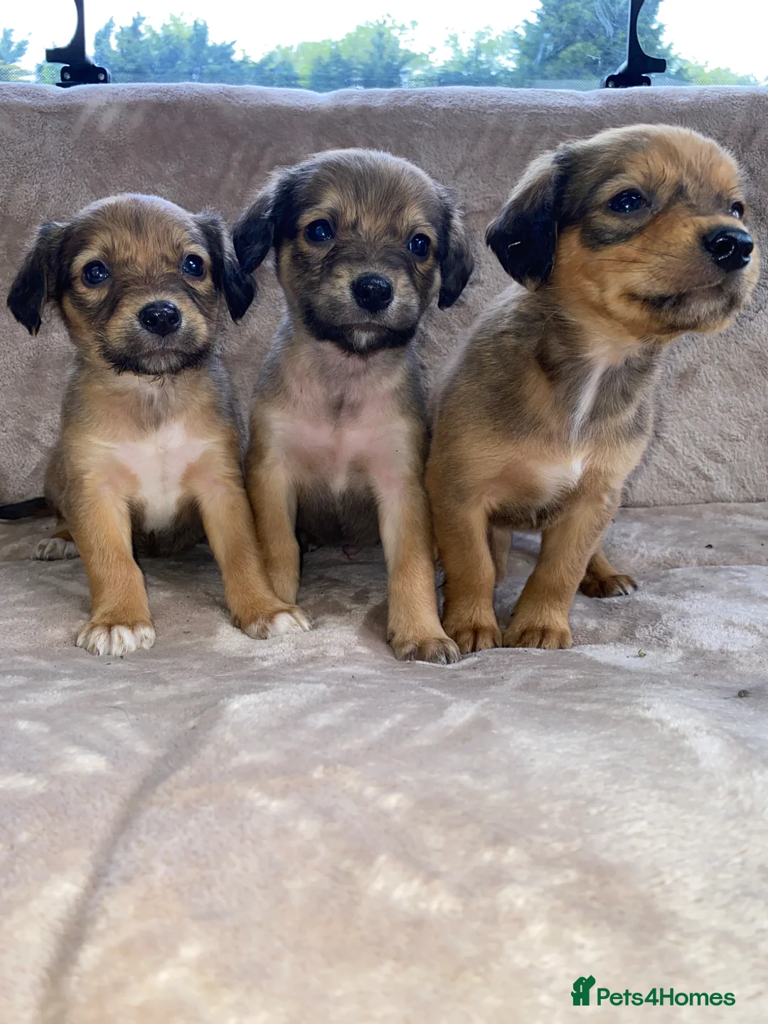 Mixed Breed dogs for sale: 11puppy  - Advert 1