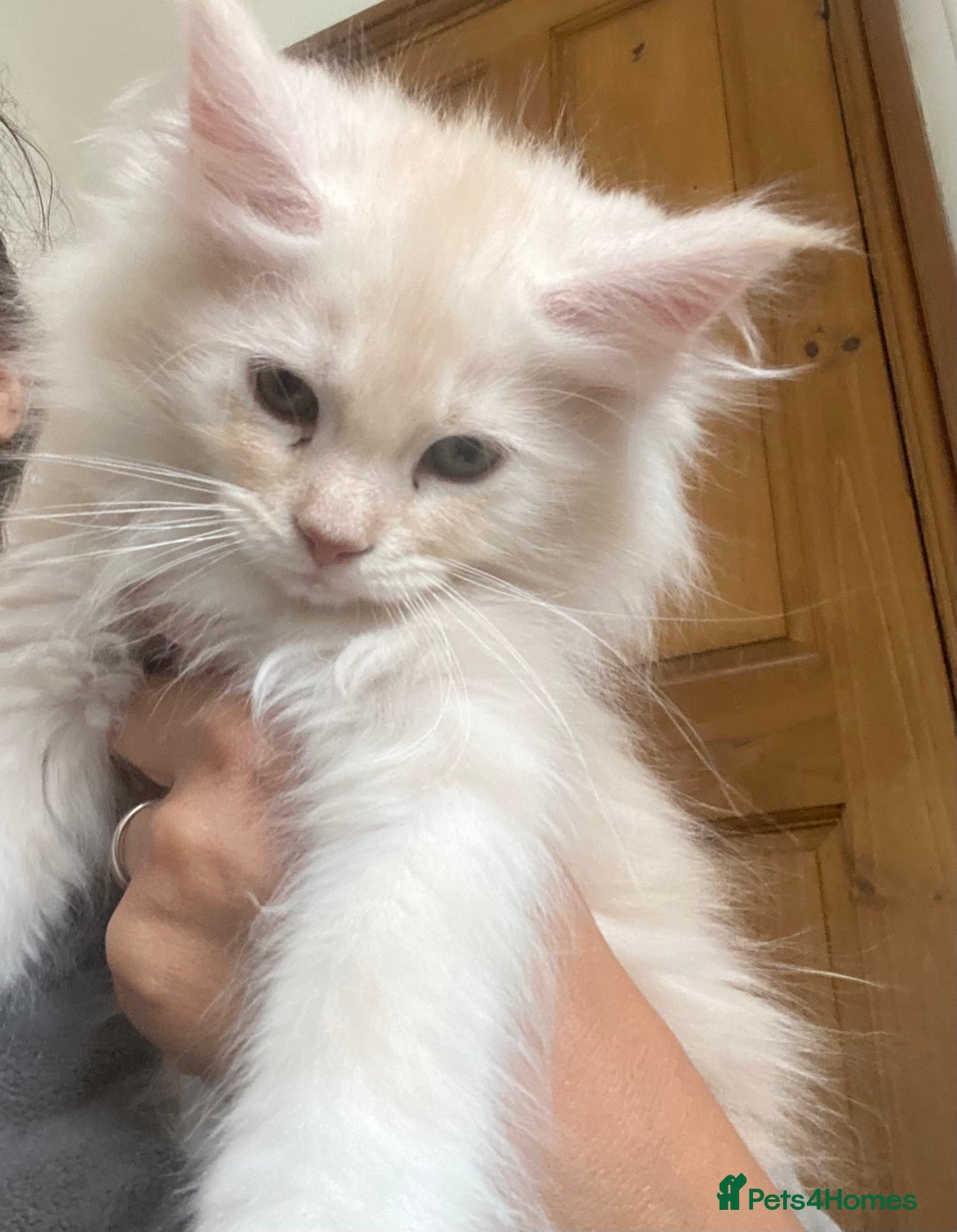 Maine Coon cats for sale: Ready Now  - Image 12