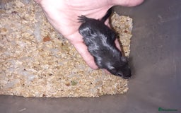 Gerbil rodents for sale: Super friendly gerbils from hobby breeder  - Image 10