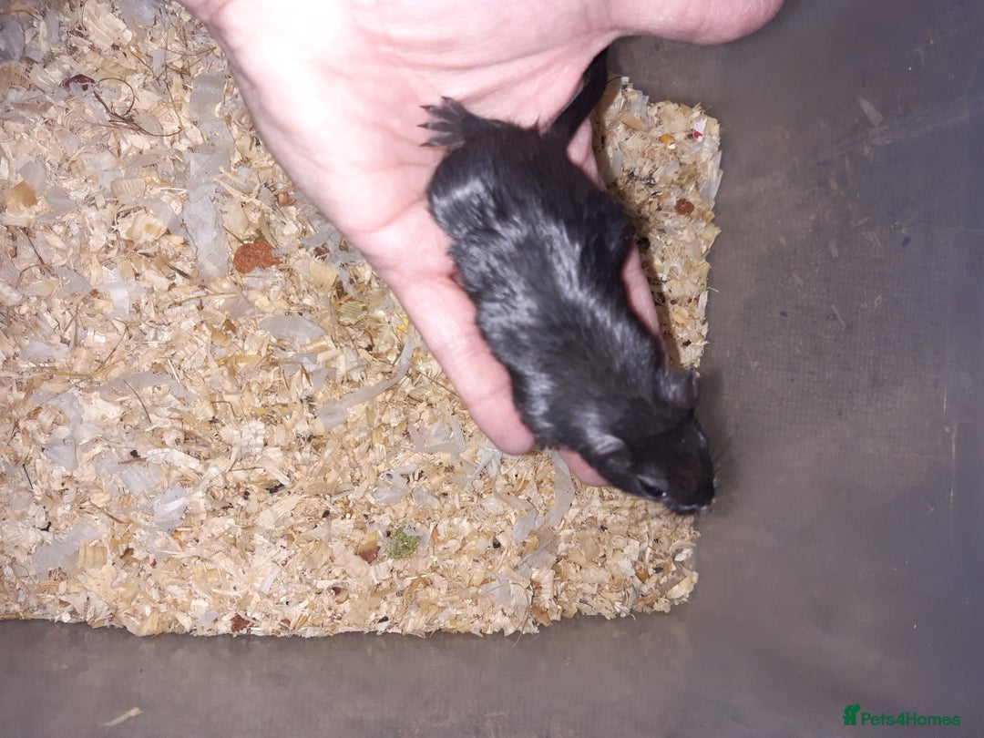 Gerbil rodents for sale: Super friendly gerbils from hobby breeder  - Image 10