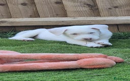 Mixed Breed dogs for sale: Husky mix puppies. Ready to leave! - Image 4