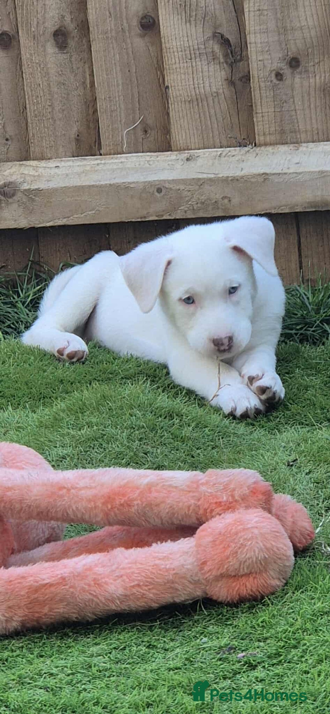 Mixed Breed dogs for sale: Husky mix puppies. Ready to leave! - Image 4