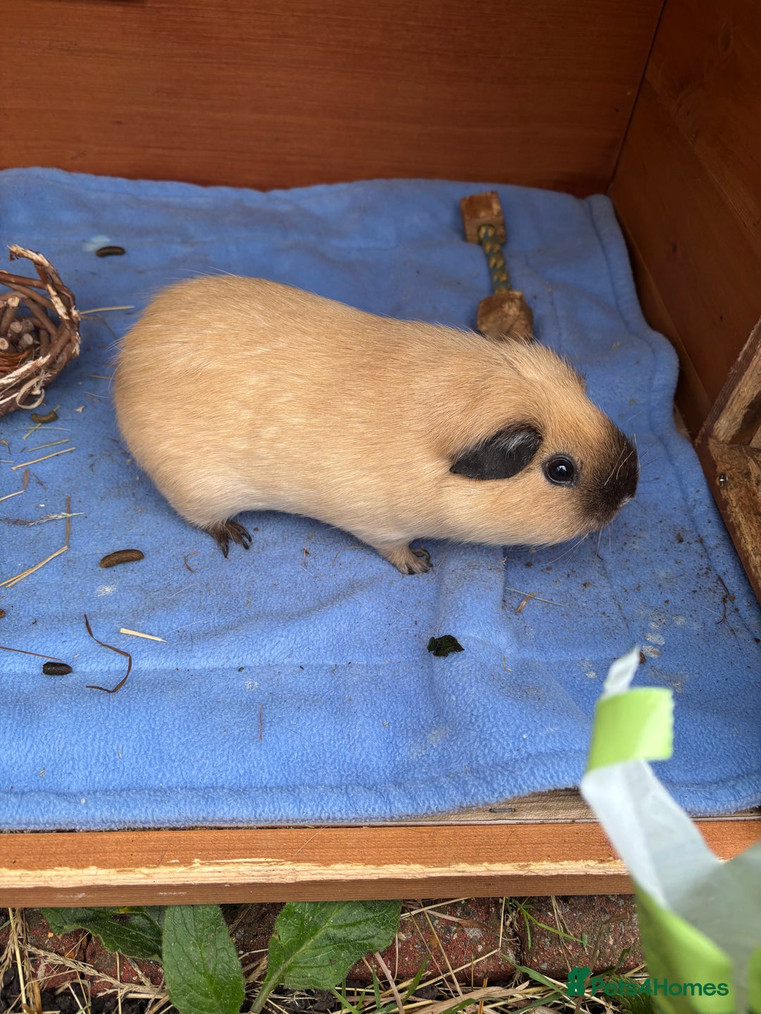 Guinea Pig rodents for sale: 2 male guinea pigs  - Advert 1
