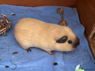 Guinea Pig rodents 2 male guinea pigs - Advert 1