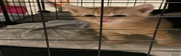 Mixed Breed cats for sale: 3 Beautiful Ginger Mix Siamese Boys Ready Now in Sutton-in-Ashfield - Advert 18