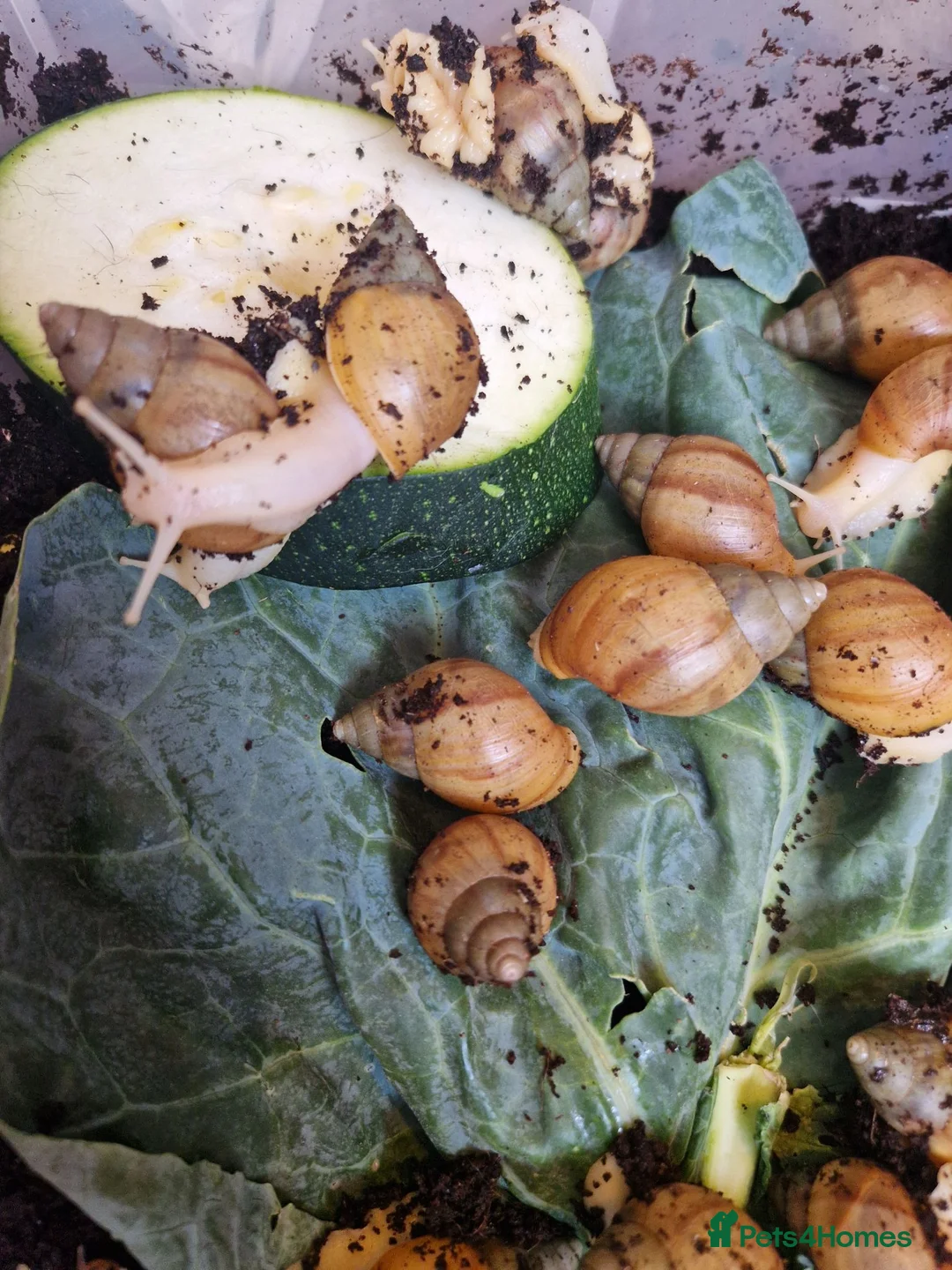 Snails invertebrates for sale: Giant Albino African Land Snail Babies  - Advert 2