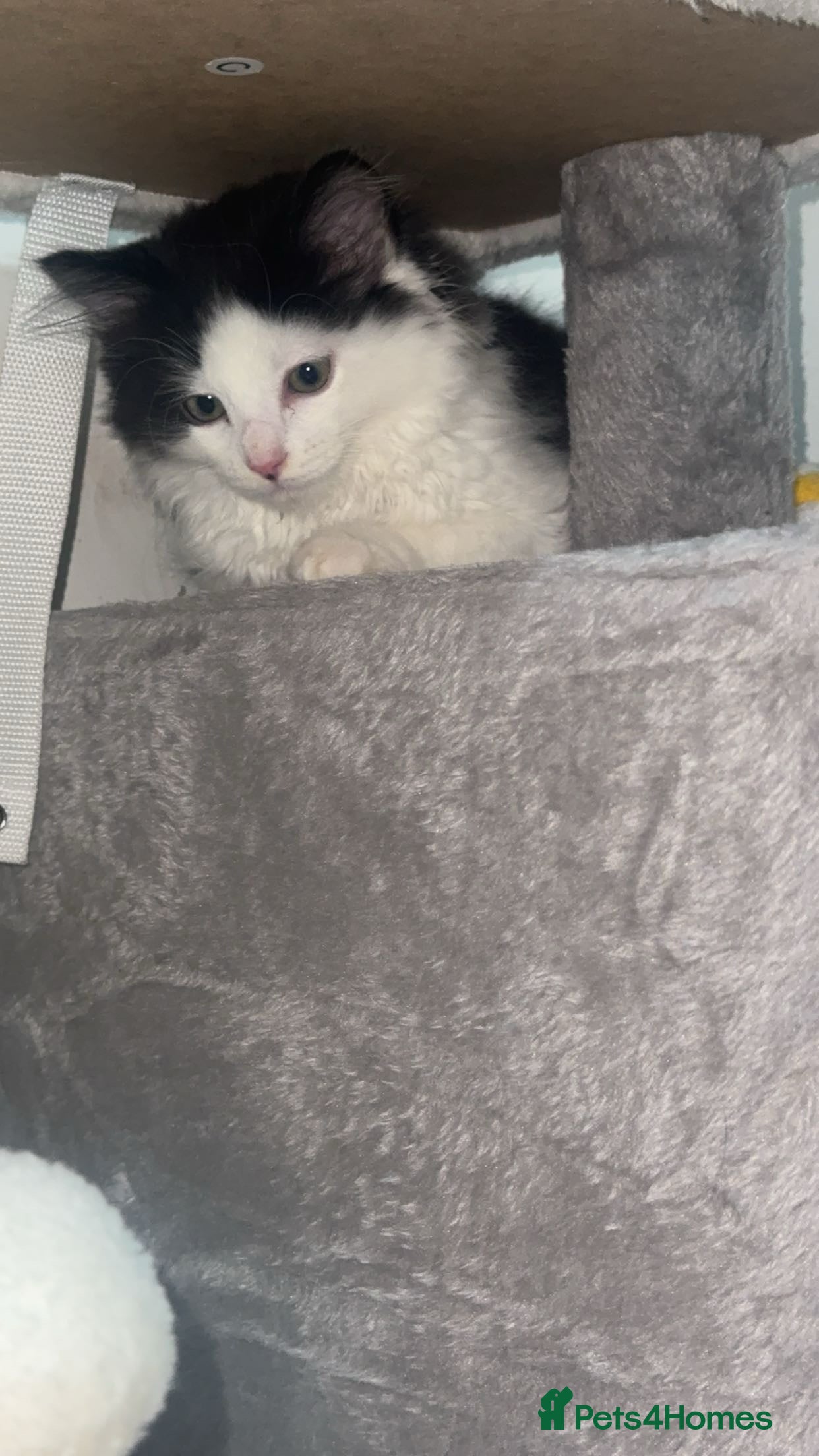 Domestic Shorthair cats for sale: 2 boys and 2 girl kittens - Advert 8
