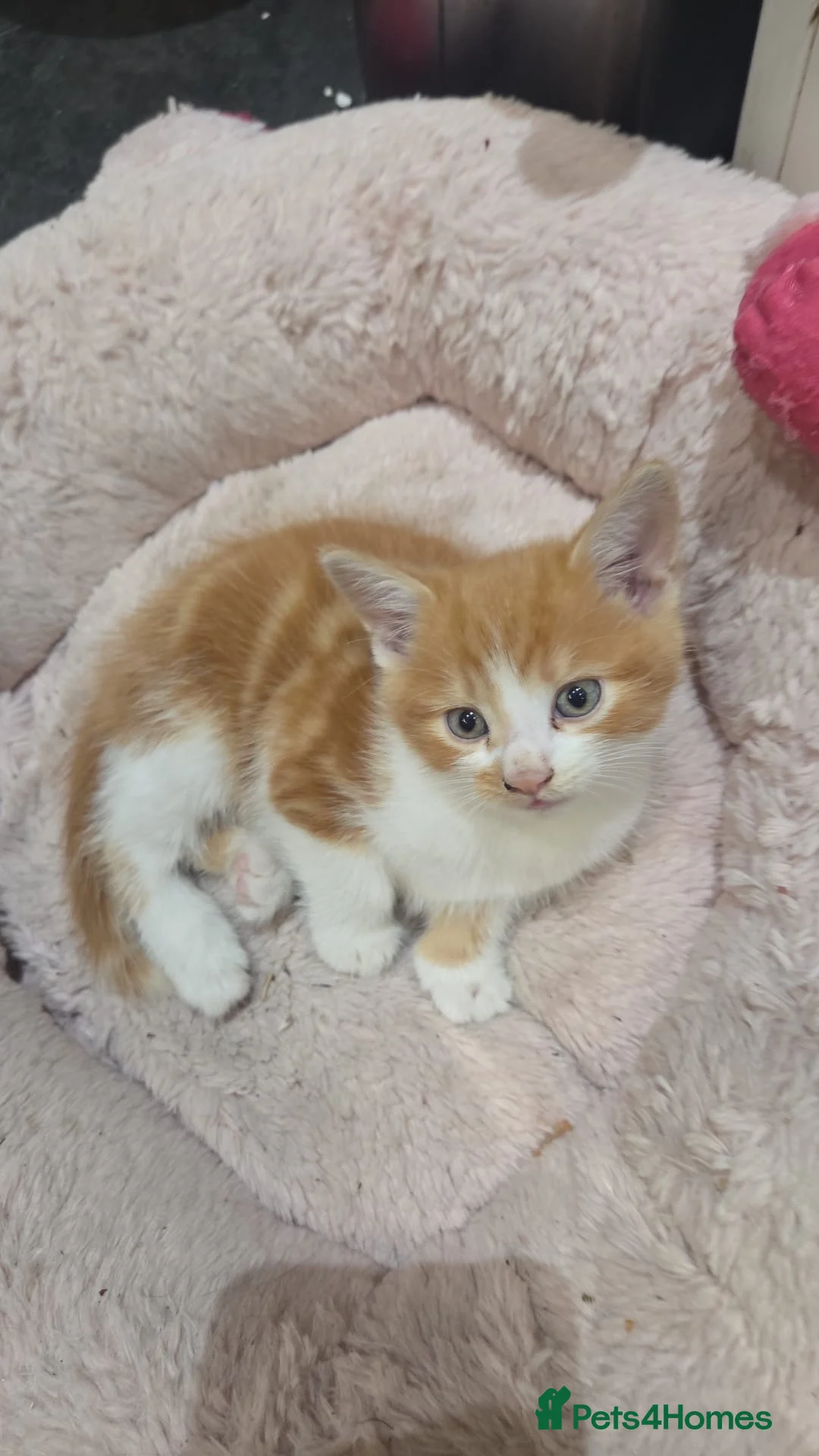 Mixed Breed cats for sale: Kittens Manchester - Advert 2