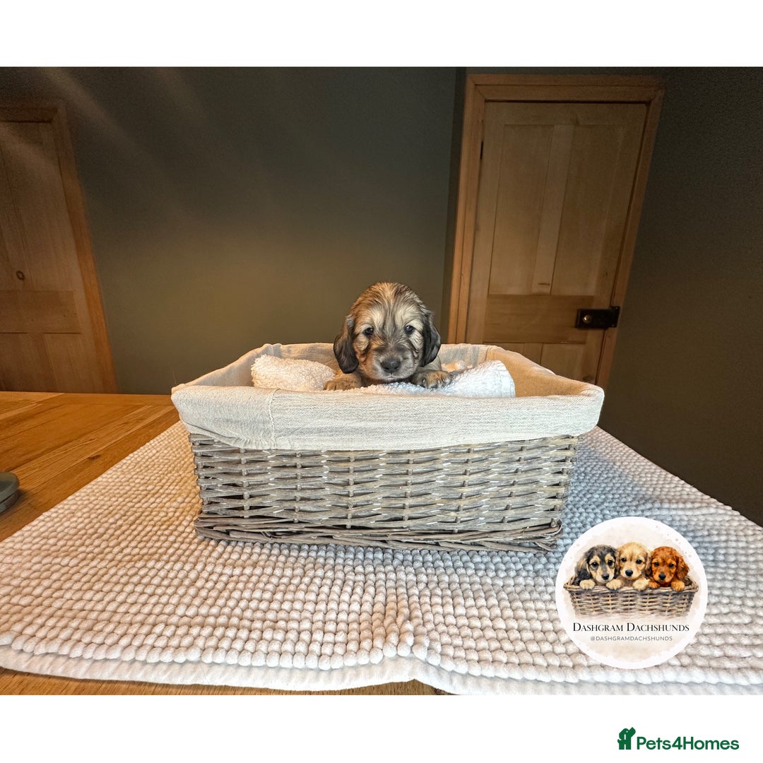 Miniature Dachshund dogs for sale: KC Long Haired Shaded Cream Miniature Dachshund - Advert 20