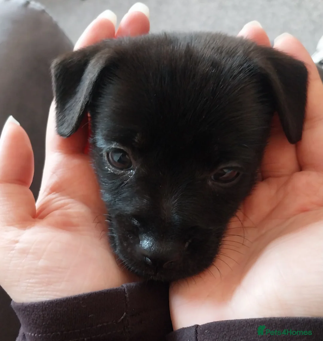 Jack Russell dogs for sale: Jack russell puppy - Advert 2