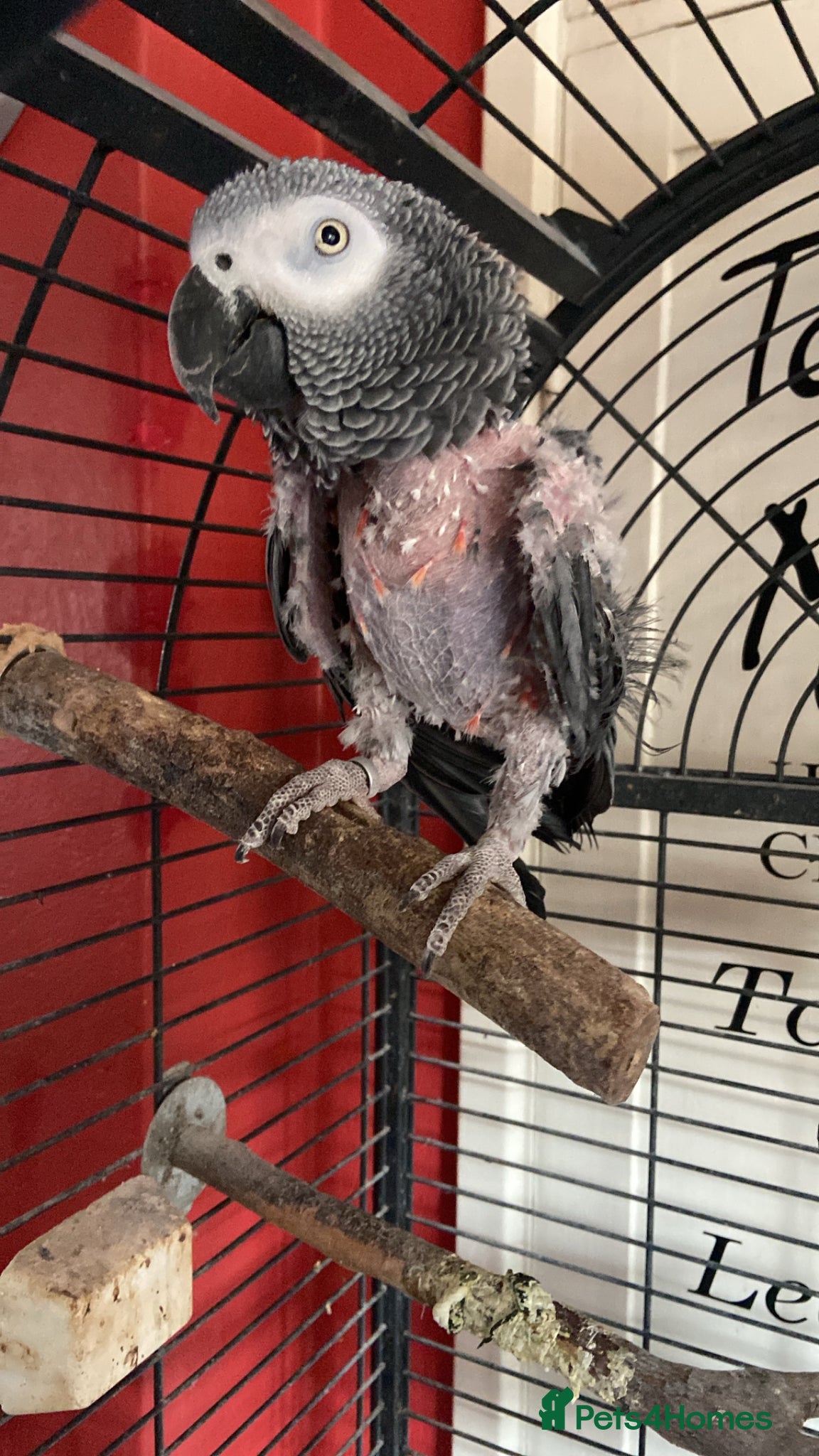 Parrots birds African grey parrot - Advert 1