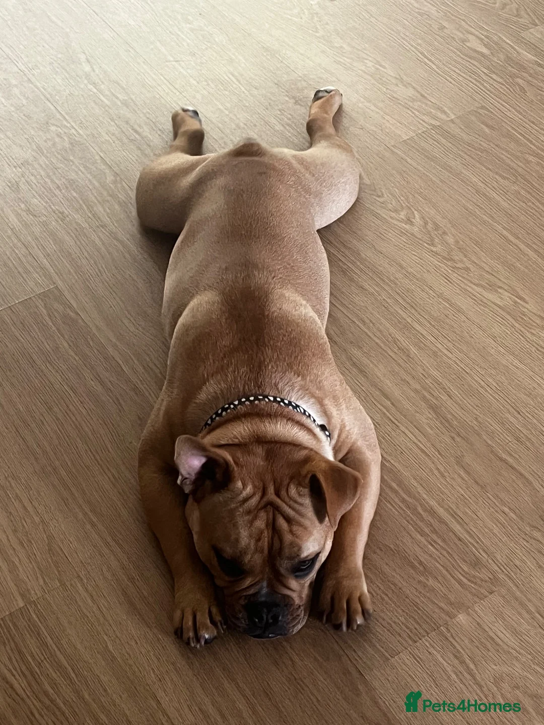 Mixed Breed dogs for sale: Piper - Advert 1