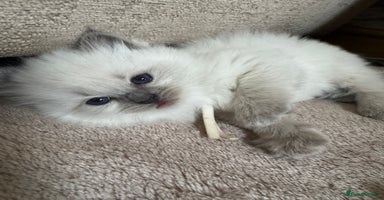 Ragdoll cats - Advert 2