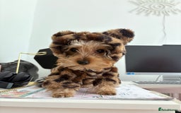 Yorkshire Terrier dogs for sale: Mini Yorkshire terrier puppy  - Image 8