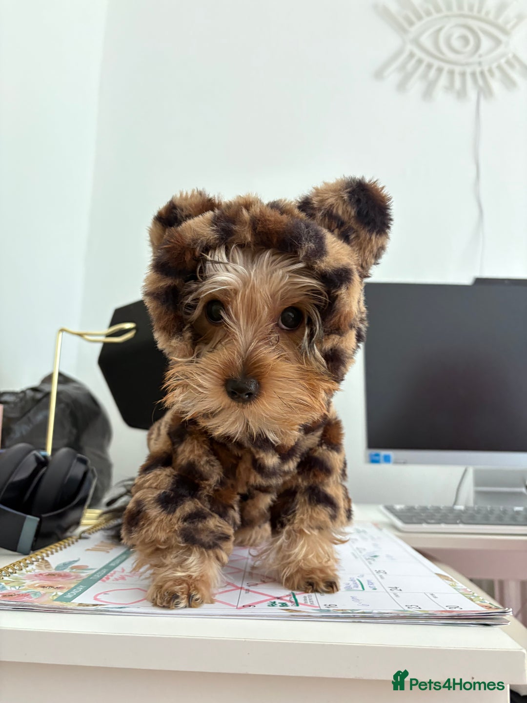Yorkshire Terrier dogs for sale: Mini Yorkshire terrier puppy  - Image 8