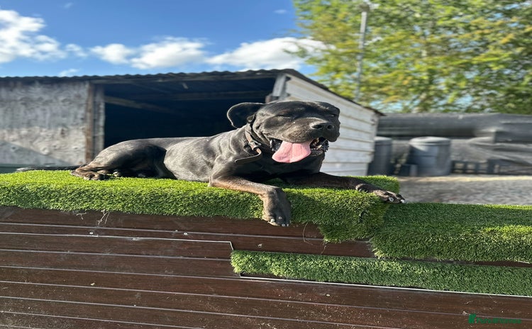 Presa Canario dogs - Advert 1