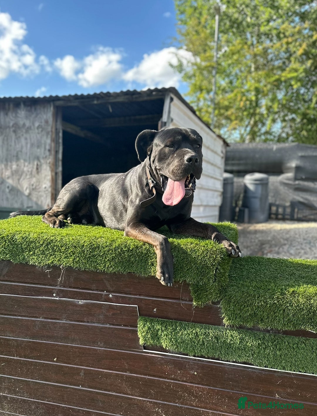 Presa Canario dogs for sale: 4yo Male Presa Canario - Image 1