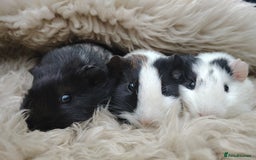Guinea Pig rodents for sale: Guinea pigs babies and adults  - Image 11