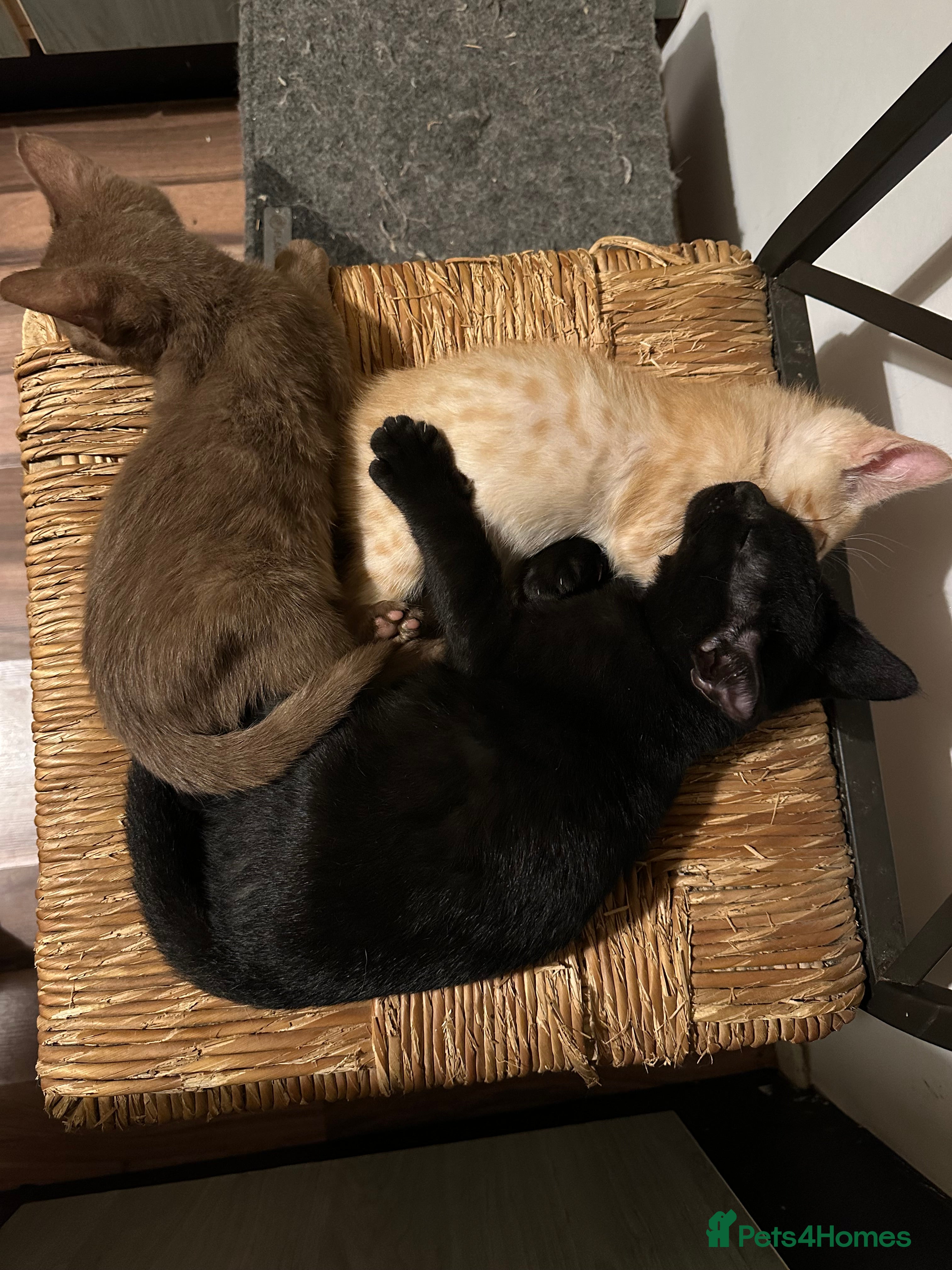 Mixed Breed cats Amazing Half Bengals !!! - Advert 1