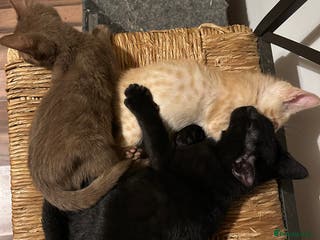 Mixed Breed cats Amazing Half Bengals !!! - Advert 2