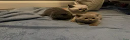 British Shorthair cats for sale: ☆☆ prestige chunky & fluffy, britsh shorthairs! ☆☆ - Advert 14