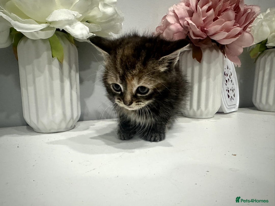 American Shorthair cats for sale: 3 kittens 1 male 2 female - Advert 3