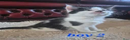 Mixed Breed cats for sale: 4 girls 4 boys 8 week old kittens  - Advert 17