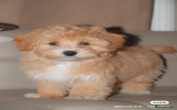 Maltipoo dogs for sale: Cute Maltipoo Girl - Image 9