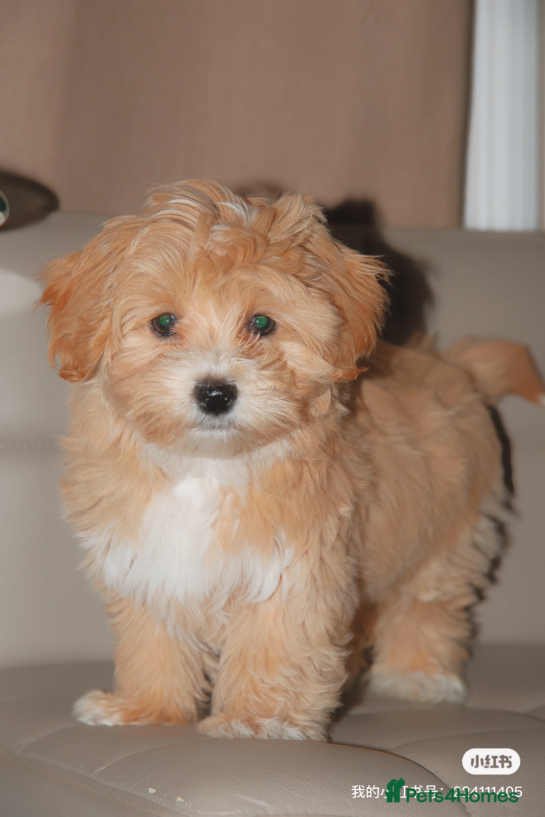 Maltipoo dogs for sale: Cute Maltipoo Girl - Image 9