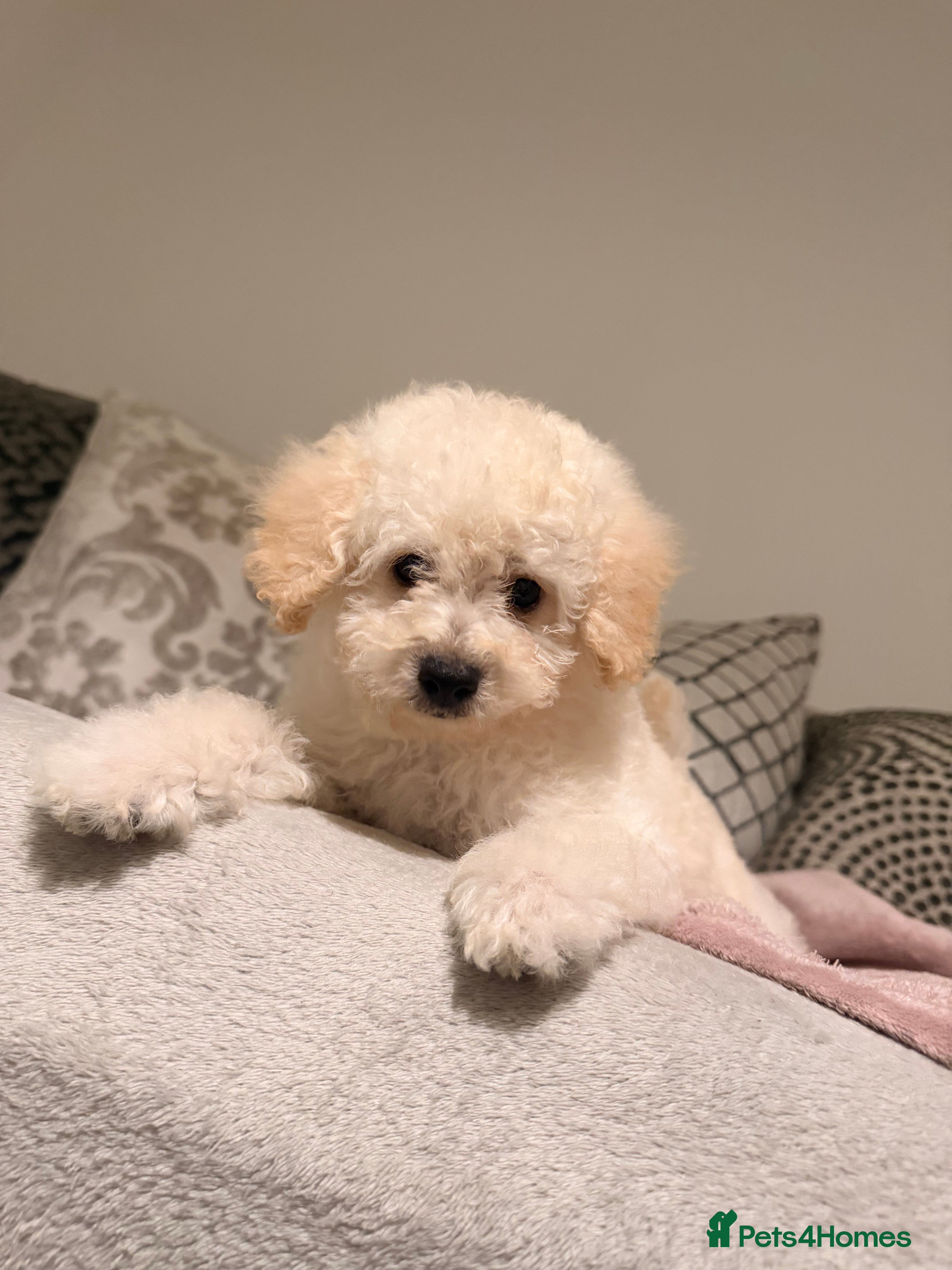 Toy Poodle dogs 💕 TINY TOY POODLE x ASIAN POODLE PUPPIES  💕 - Advert 2