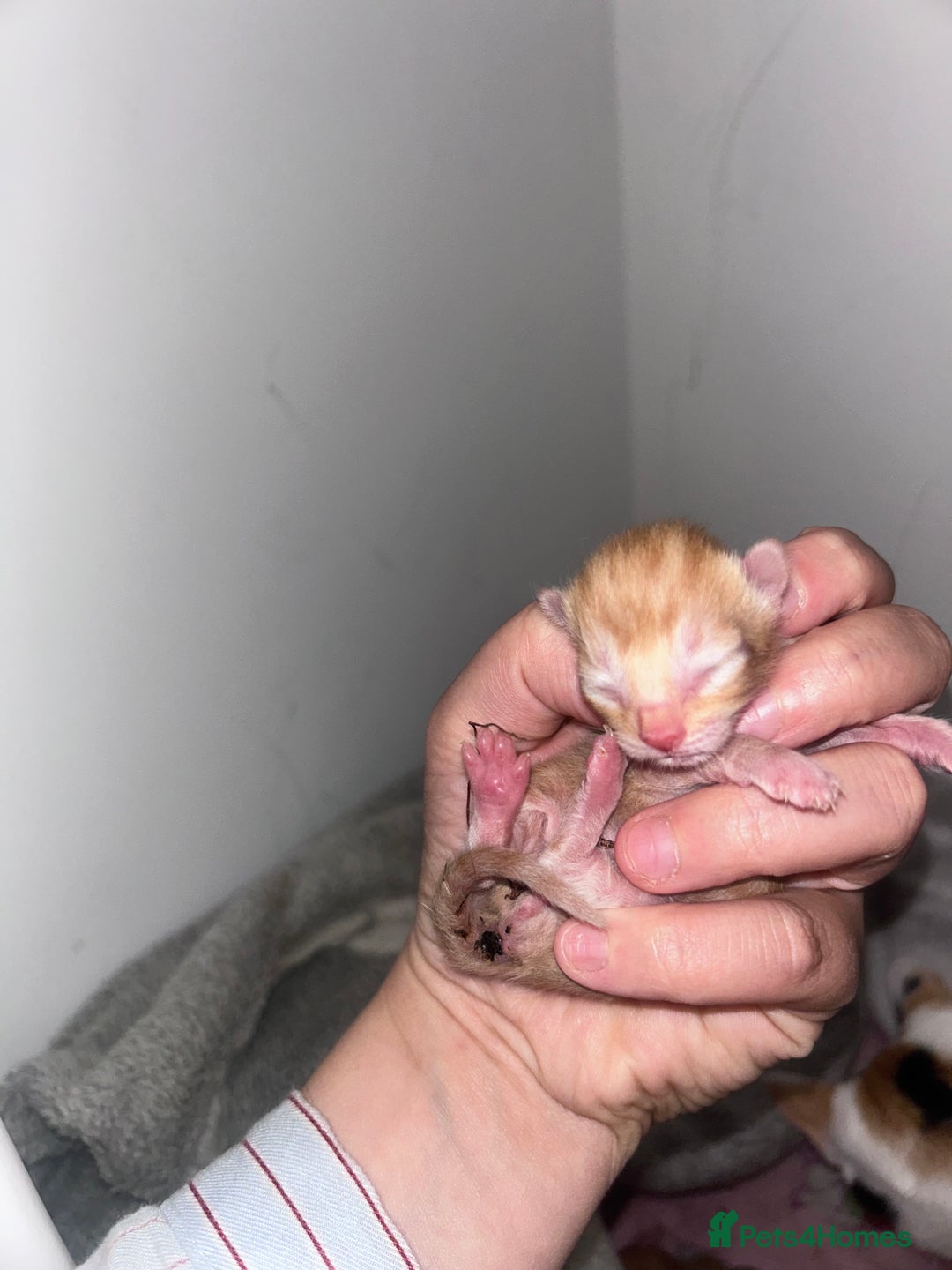 Mixed Breed cats for sale: 1 FEMALE LEFT left  - Image 6