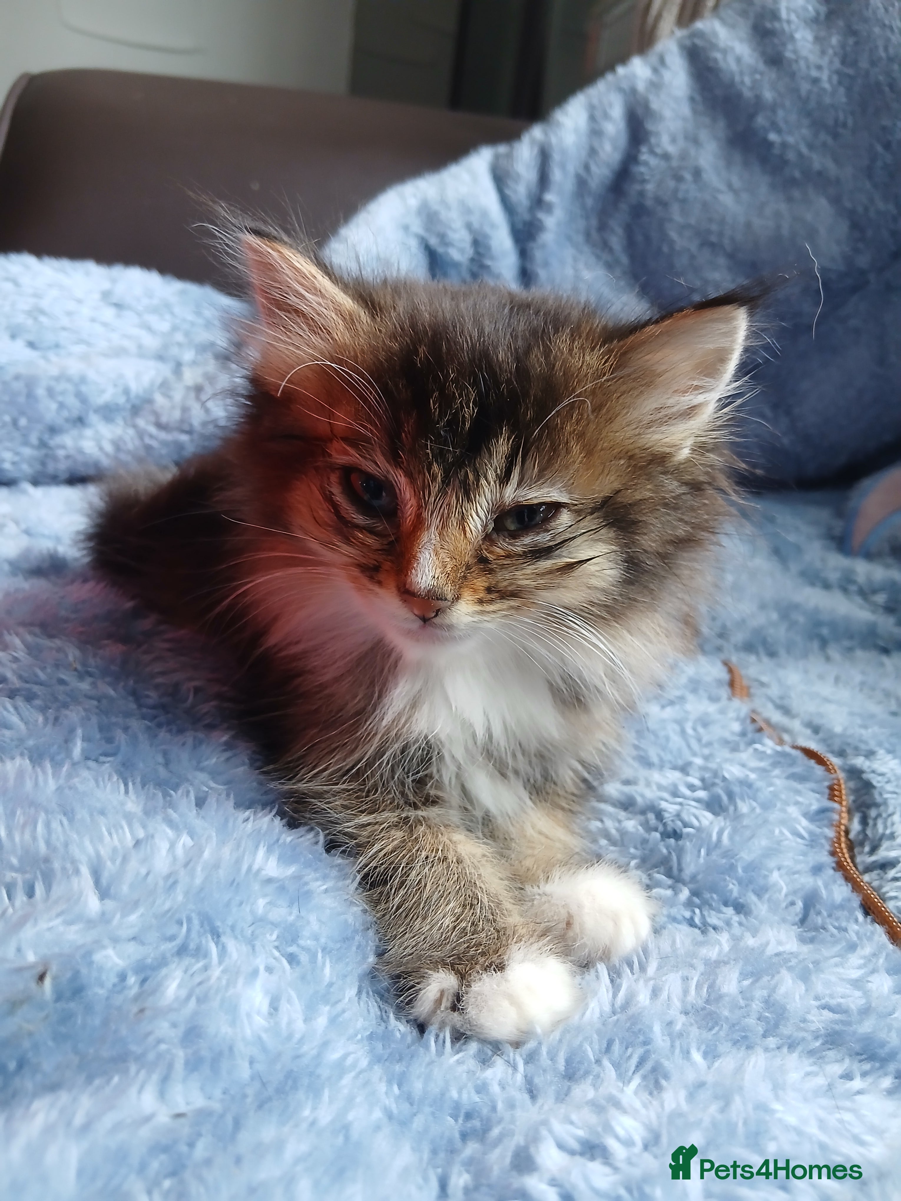 Maine Coon cats Kitten - Advert 1