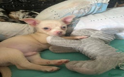 Chihuahua dogs for sale: Beautiful girl grey and black Chihuahua puppy - Image 11