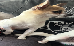Chihuahua dogs for sale: 5Stunning tiny Smooth coat 🍏head chihuahua puppys - Image 3