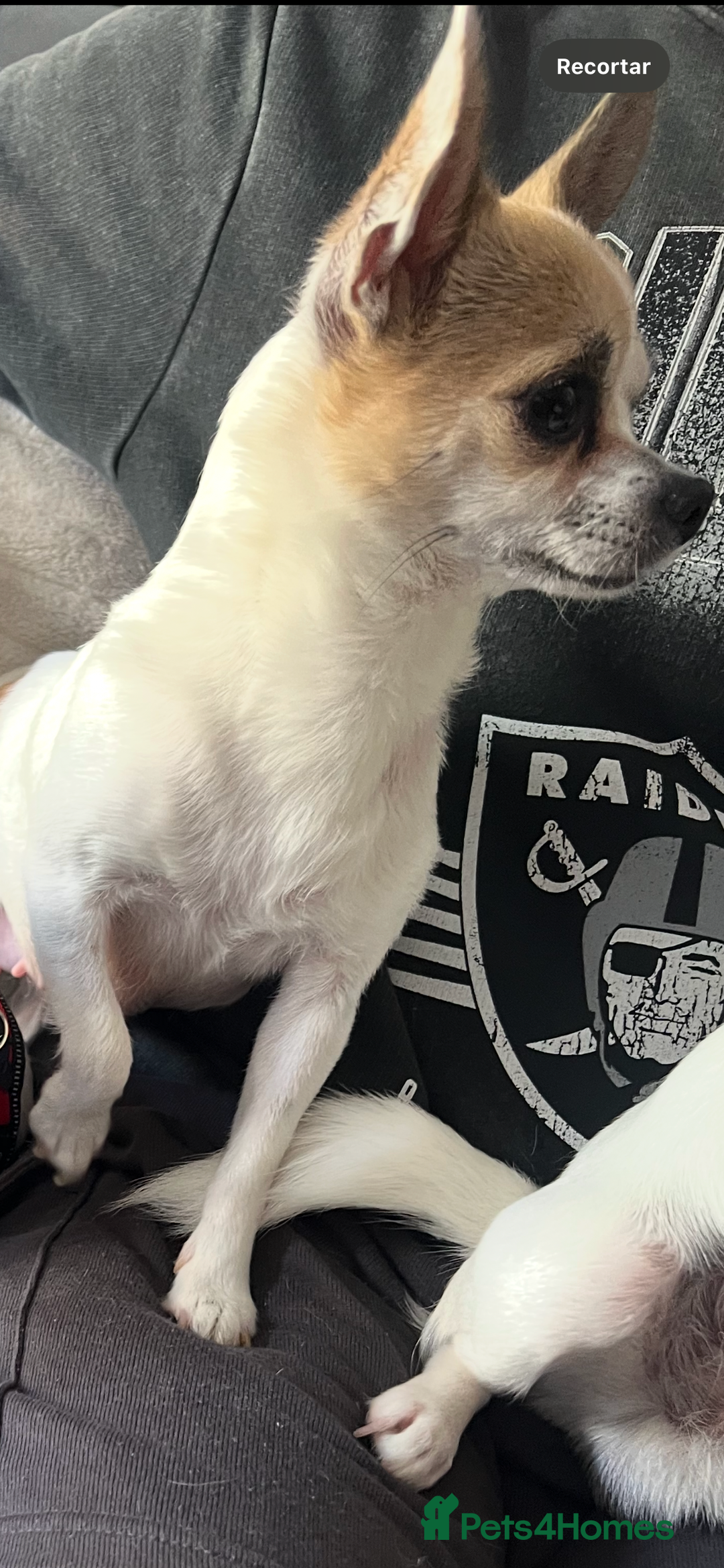 Chihuahua dogs for sale: 5Stunning tiny Smooth coat 🍏head chihuahua puppys - Image 3