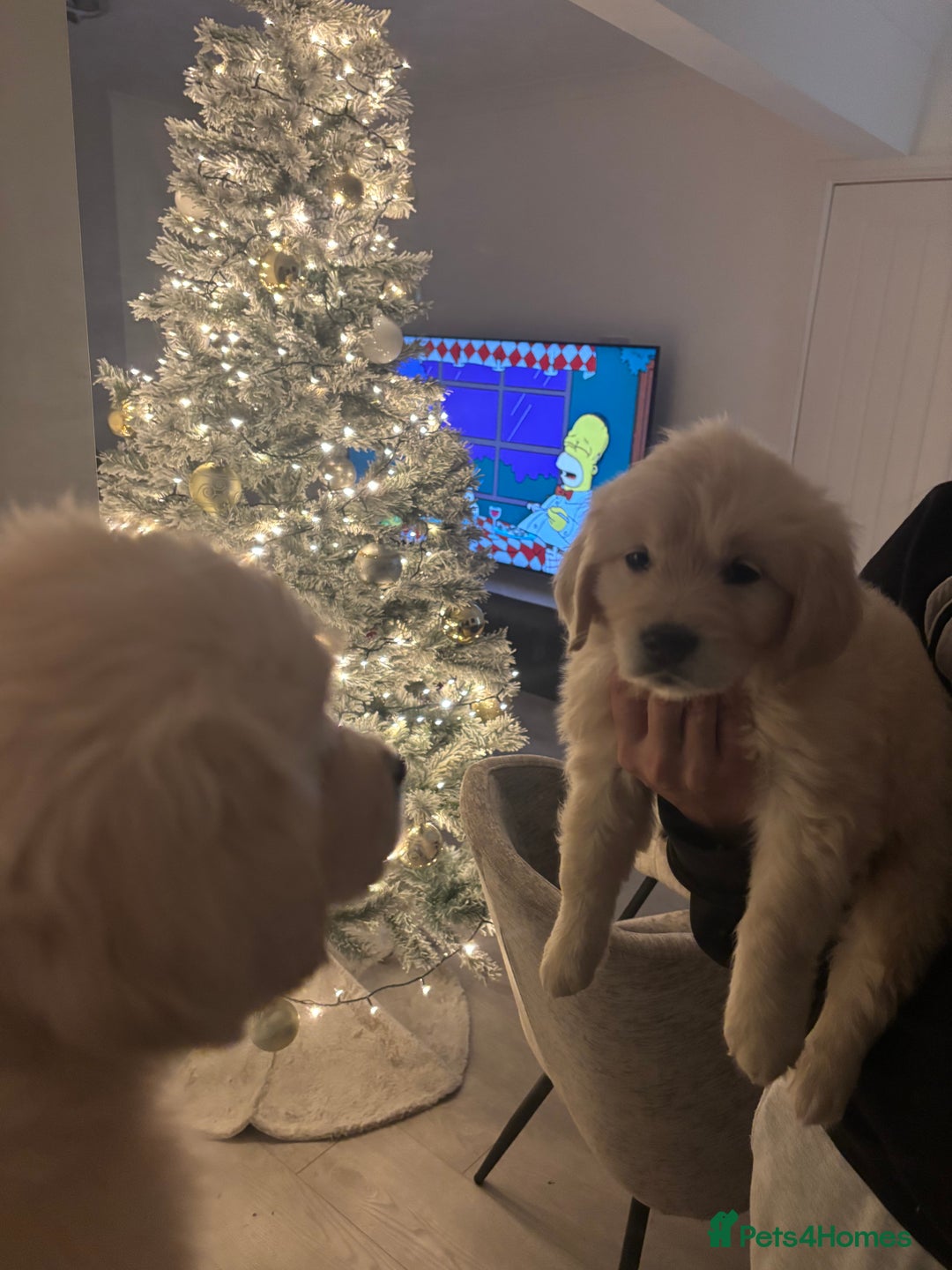 Golden Retriever dogs for sale: Golden Retriever Girl   - Advert 1