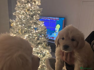 Golden Retriever dogs Golden Retriever Girl - Advert 1