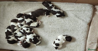English Springer Spaniel dogs - Advert 2