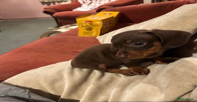 Dachshund dogs - Advert 15