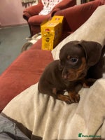 Dachshund dogs - Advert 11