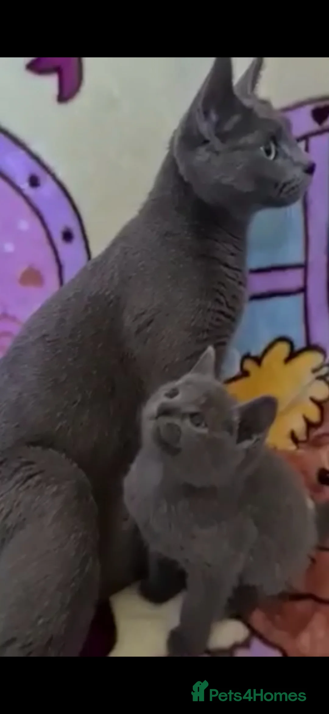 Russian Blue cats for sale: Tica registered kittens  - Advert 2