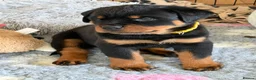Rottweiler dogs for sale: KC Registered Rottweiler Puppies - Advert 7