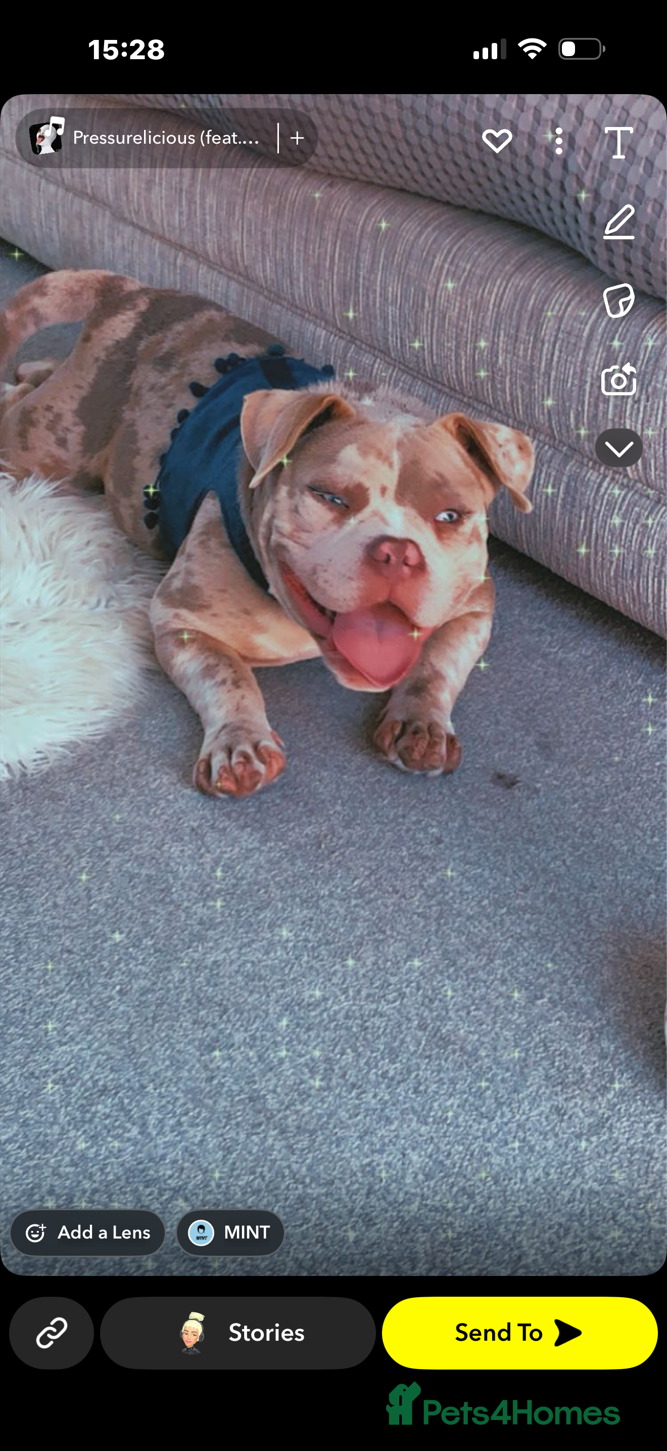 Mixed Breed dogs Male Merle Exotic Bully For Sale - Advert 1
