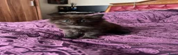 Ragdoll cats for sale: 🥰🥰🥰 - Advert 7