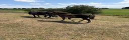Shetland pony horses for sale: Standard Black Colt - Advert 3