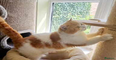British Longhair cats - Advert 2