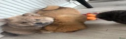 Chow Chow dogs for sale: Chow chow puppies  - Advert 7