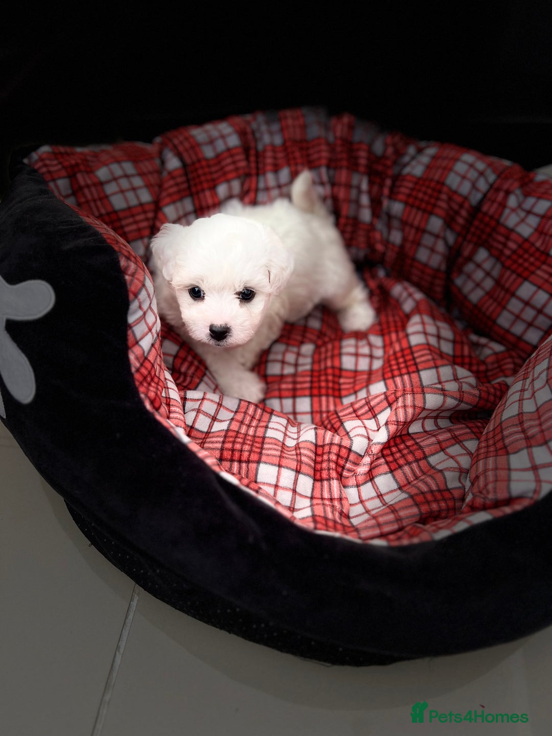 Bichon Frise dogs for sale: Pure Bichon Frise - Image 2